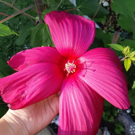 לינה וארוחת בוקר 