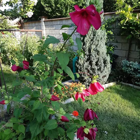 לינה וארוחת בוקר 